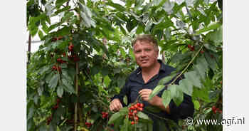 "Met nieuwe soorten kunnen we bijna drie maanden Hollandse kersen leveren"