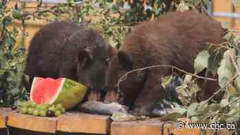 New bear enclosure open at Alberta Institute for Wildlife Conservation