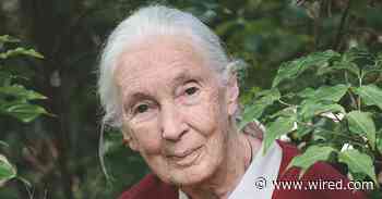 Jane Goodall Thinks It’s Not Too Late to Save the World