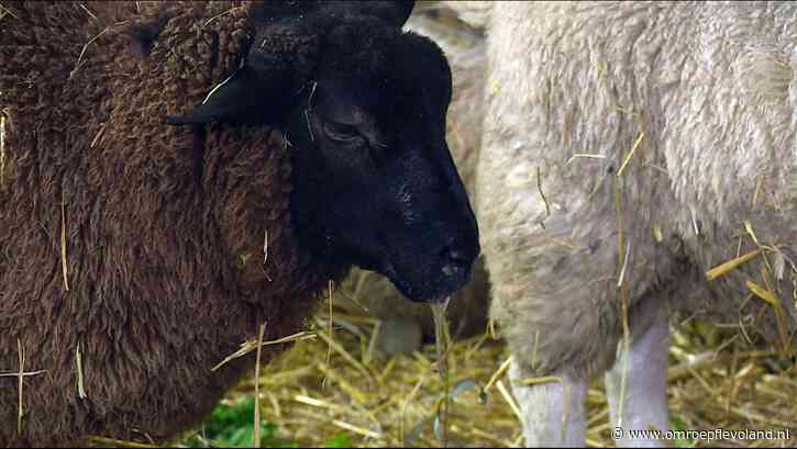 Flevoland - Blauwtongvirus nu ook weer in Flevoland, laatste provincie met besmetting