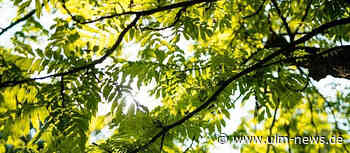 Klimabaumaktion Ulm vergibt kostenlos junge Bäume - jeder Baum zählt!