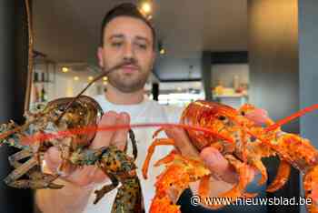 Genks restaurant ontdekt uiterst zeldzame oranje kreeft: “Een kans op 30 miljoen”