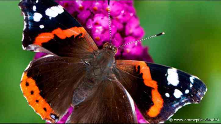 Flevoland - Minste vlinders in Flevoland gespot tijdens nationale telling