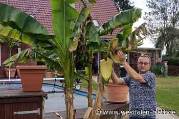 Bananenpflanze überrascht Hobbygärtner in Stemwede