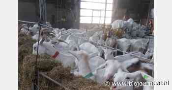 Biologische boerderij Hansketien vraagt dringend hulp in zoektocht naar nieuwe locatie