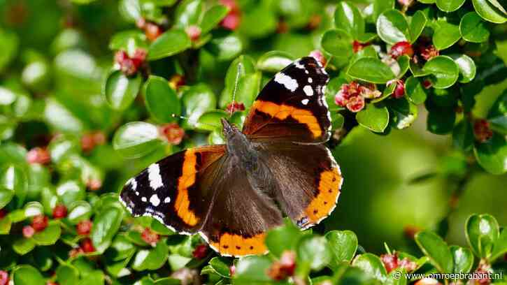 Steeds minder vlinders en Brabant scoort lager dan gemiddeld