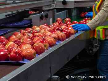 'It's going to be a bloodbath': Farmers want freeze on B.C. Tree Fruits liquidation efforts