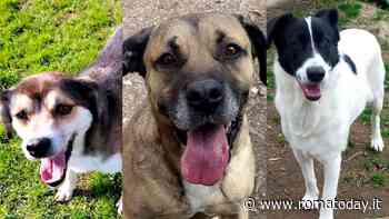 Adottare cani: i quattro zampe che non vedono l’ora di conoscervi