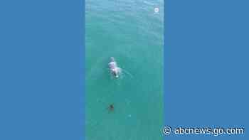 WATCH:  Humpback whale spotted swimming without tail