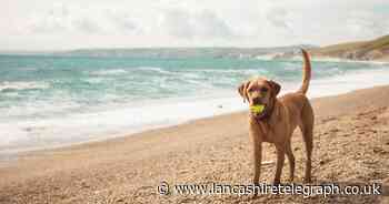 TV vet Dr Scott Miller shares 5 beach dangers for dogs