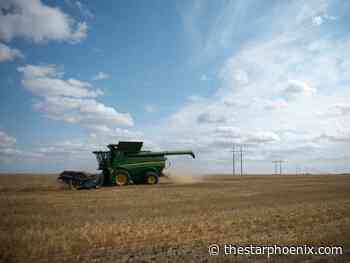 Recent weather conditions 'take a toll on crops,' say Sask. farmers