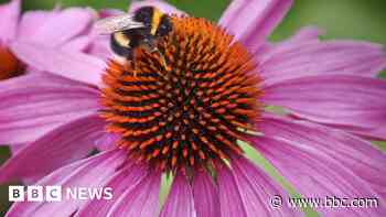 Green-fingered residents turn out in force for competition