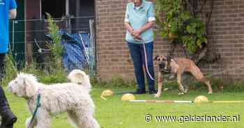 Dit is de laatste reddingsboei voor je bijtende hond: ‘We zijn het afvoerputje van Nederland’