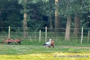 Ooievaar strijkt neer tussen de geitjes en paarden in tuin op Halbeek