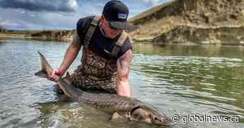 ‘Monsters’: Sturgeon endure in Alberta rivers, but their future is uncertain