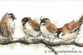 Neues von Amsel, Drossel, Fink und … Haubentaucher Paul