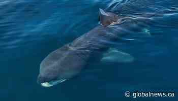Basking shark spotted off B.C. coast, expert says sighting is like seeing a ‘unicorn’