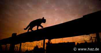 Verwilderte Katzen: Land Niedersachsen fördert Kastration von Katzen mit 400.000 Euro