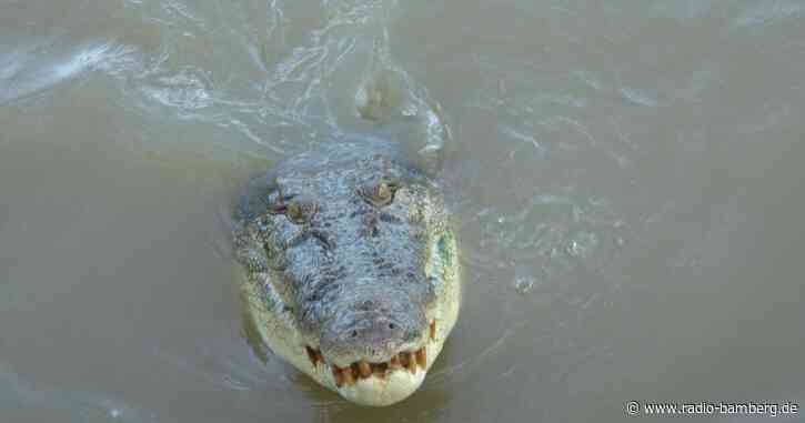 Menschliche Überreste in Krokodil in Australien gefunden