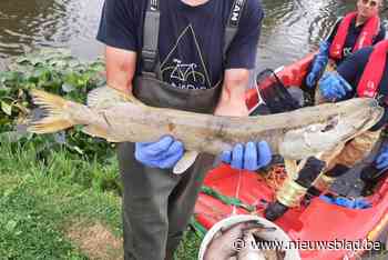 Onweer oorzaak van vissterfte
