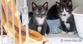 Tierheim Hannover: Weiterhin zu viele Katzen – Aufnahmestopp seit Juni