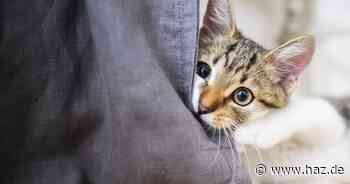 Weltkatzentag: Wir suchen die besten Katzenfotos aus Hannover