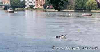 Two dolphins found dead on banks of River Thames 