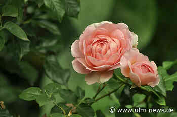 Unbekannter entwendet Rosen und schlägt zu