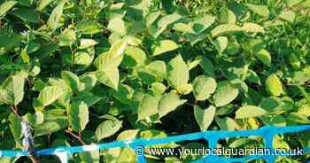 The 9 illegal plants that could land you with a £30,000 fine