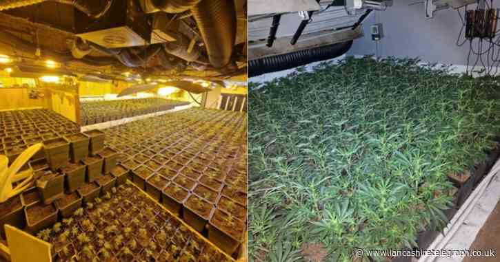 3000 cannabis plants discovered following police raid