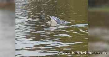Watch: Dolphin spotted swimming in River Thames next to delighted rowers