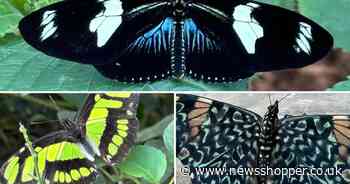 Stunning new walkthrough butterfly house to open at Bexley beauty spot
