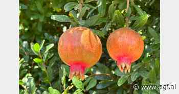 "We verwachten 1.500 ton meer granaatappelen te oogsten dan vorig jaar"
