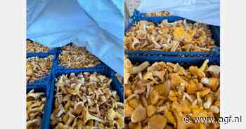 "Estse cantharellen worden steeds populairder bij fijnproevers en in het topsegment van de horeca"