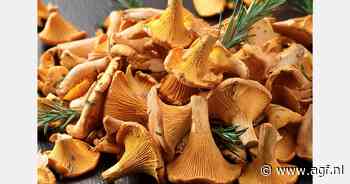 "Neerslagbalans voor wilde cantharellen grotendeels in ons voordeel dit jaar"