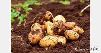 Solynta's hybride aardappelzaadrassen goedgekeurd voor commerciële introductie in Kenia