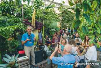 Opnieuw reuzenaronskelk in bloei in Plantentuin Meise: “Bloem van meer dan twee meter hoog”