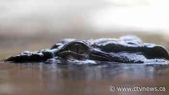 Human remains found inside a crocodile in Australia believed to be that of a 40-year-old tourist