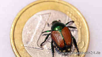 Alarm in Bayern: Gefürchteter Japankäfer auf dem Vormarsch – So könnt Ihr helfen