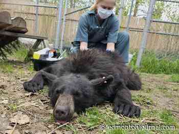 Bear necessities: Emaciated cub found in Westlock brought back to health, freed after 230 days in rehab