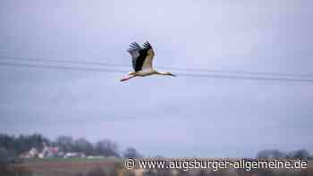 Storch sorgt für Stromausfall