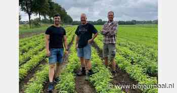 Verschuren Biologische Rozen Skal gecertificeerd
