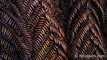 Techniques for Navigating the Complexity of Forest Photography