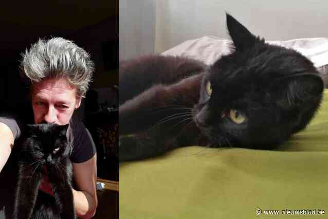 Kat Poekie (18) maakt trip van 120 kilometer: “Ze kwam in een vrachtwagen van het OCMW terecht en reisde tot in Diepenbeek”