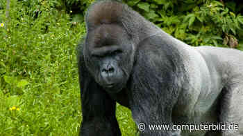 Haben Gorillas ein Smartphone-Problem?