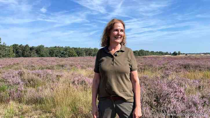 'Magisch' bloeiende heide zorgt voor drukte, maar vele regen is spelbreker