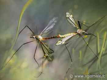 Droni contro le zanzare. Ecco come saranno utilizzati e perché