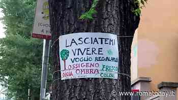 No al taglio degli olmi: a Monteverde decine di cartelli in difesa degli alberi