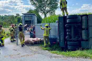 Anhänger mit 120 Ferkeln in Delbrück-Bentfeld umgestürzt