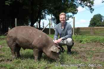 Seltene Duroc-Schweine leben auf dem Hof Gerdener in Enger